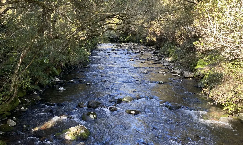 Ohakune Town/Forest Loop, Manawatu - Wanganui