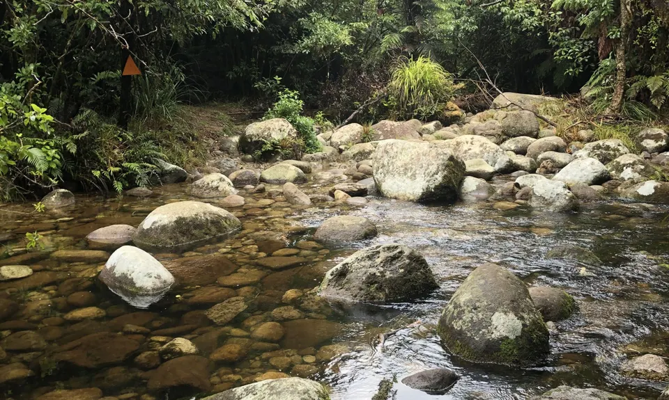 Rapurapu Kauri Track, Waikato