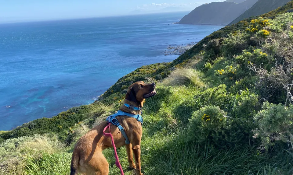 Spooky Gully and the Rocky Shore, Wellington
