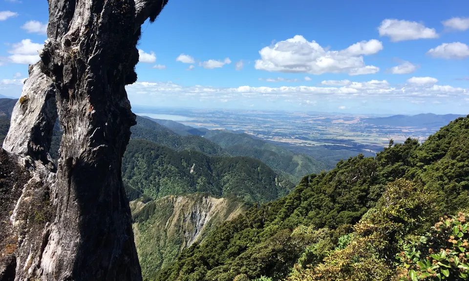 Mt Matthews, Wellington