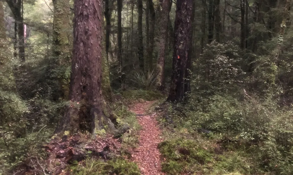 The Rameka to Pigeon Dance, Tasman