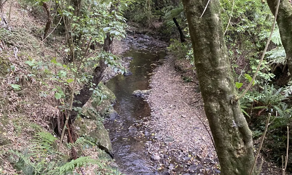 Otari-Wilton's Bush Loop, Wellington