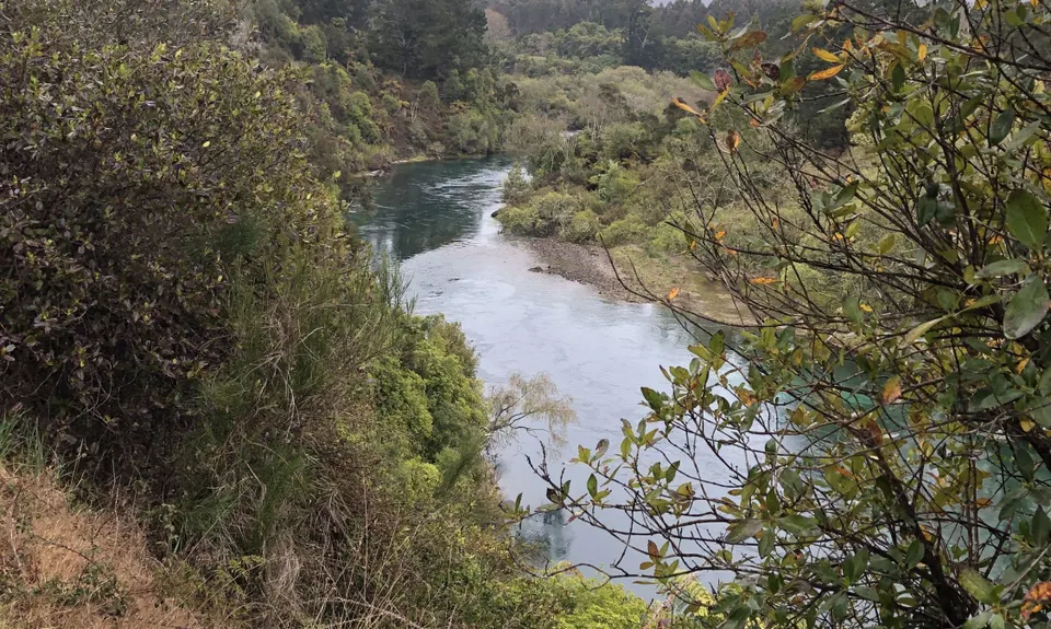 Tauhara Grunt, Waikato