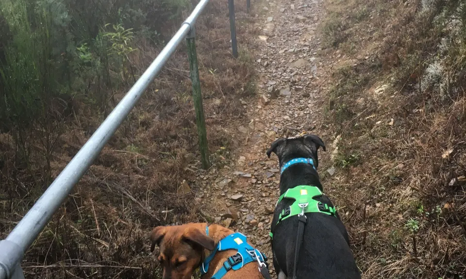 Mt Dick Loop, Wellington