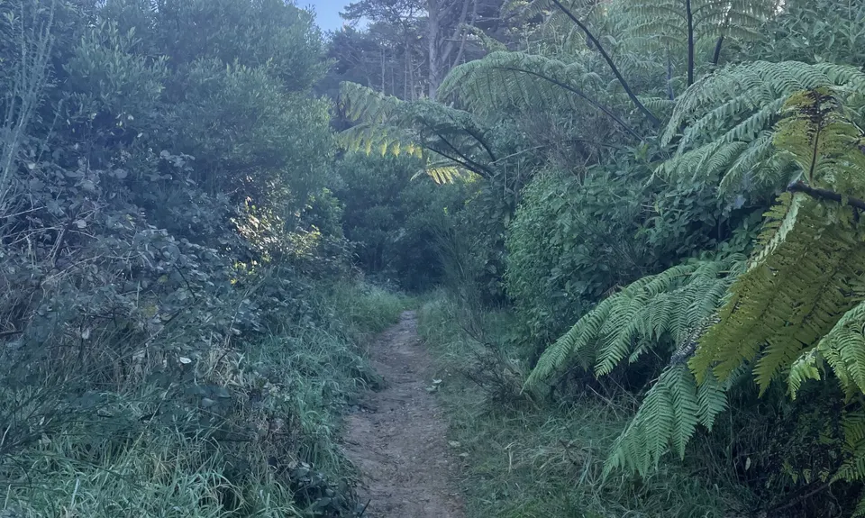 Linking the Reserves, Wellington