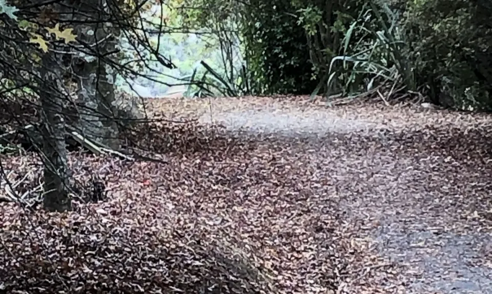 Whitford Coastal Trail Loop , Auckland