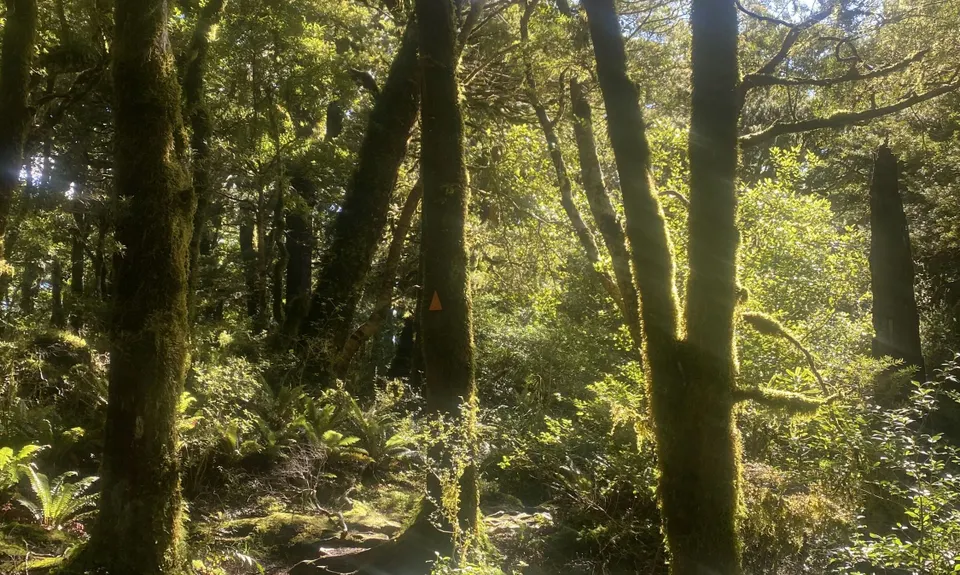 Holdsworth Lodge to Totara Flats Hut and return, Wellington