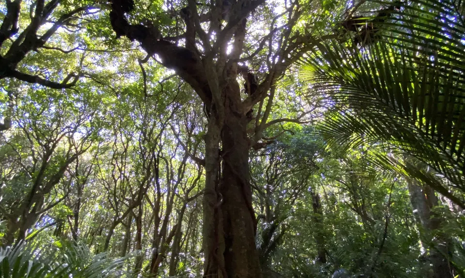 Ratapihipihi, Taranaki