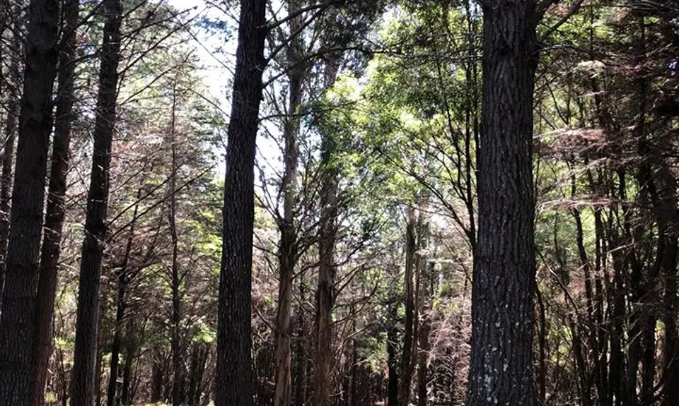 Te Kuri Farm walkway, Gisborne