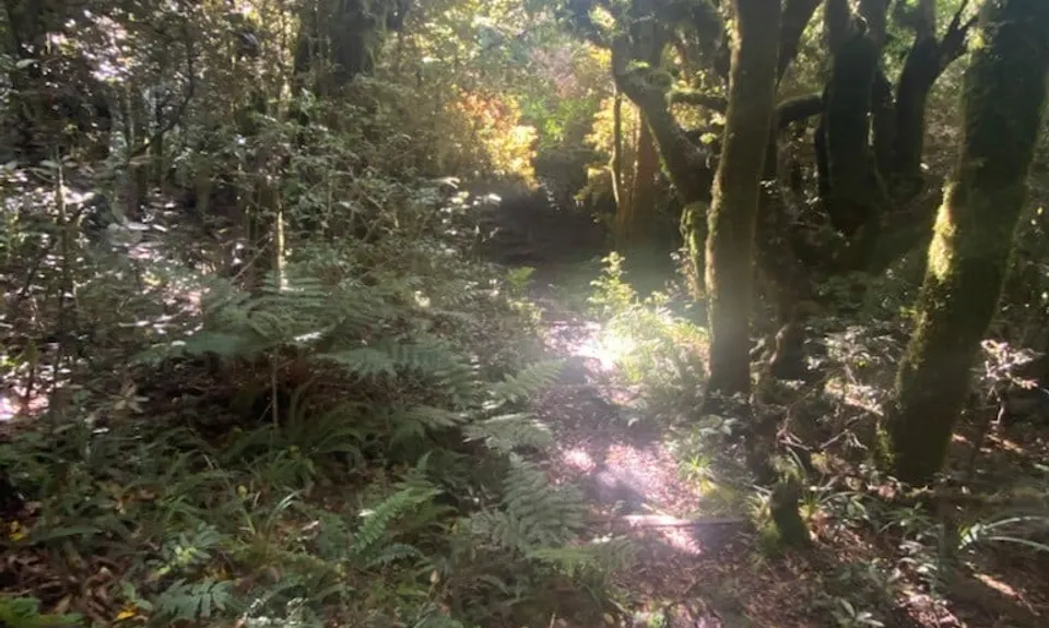 Curtis Falls, Taranaki