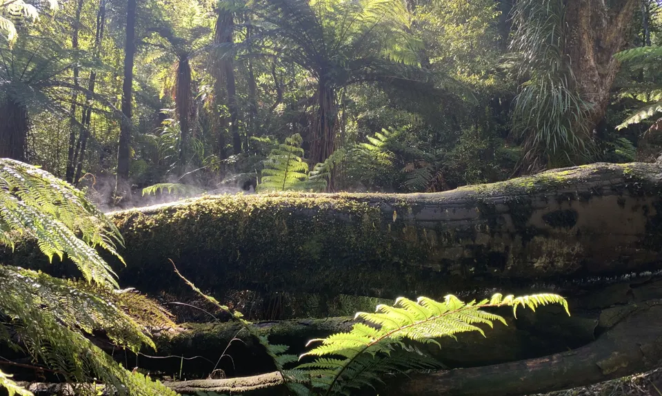 Kaimai Summit to Wairere Falls , Waikato