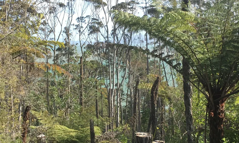 Waikowhai Stairs, Bush & Beach, Auckland