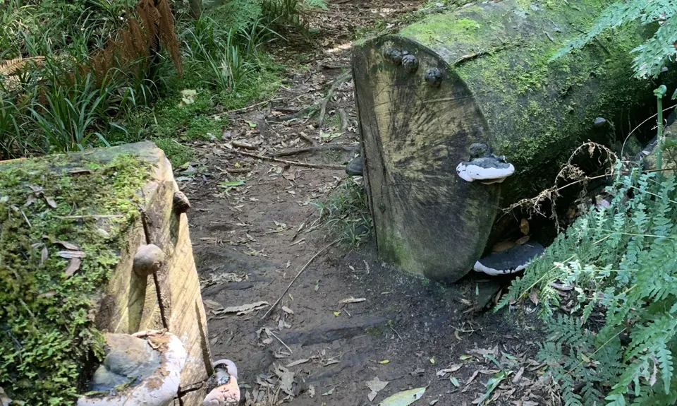 Karangahake Gold, Waikato