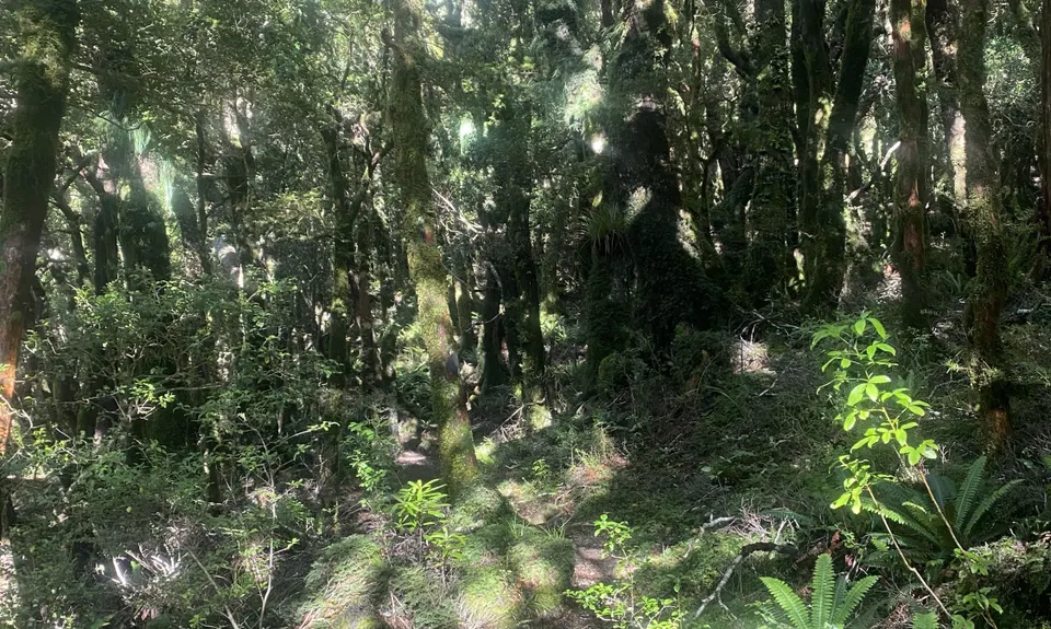 Holdsworth Lodge to Totara Flats Hut and return, Wellington