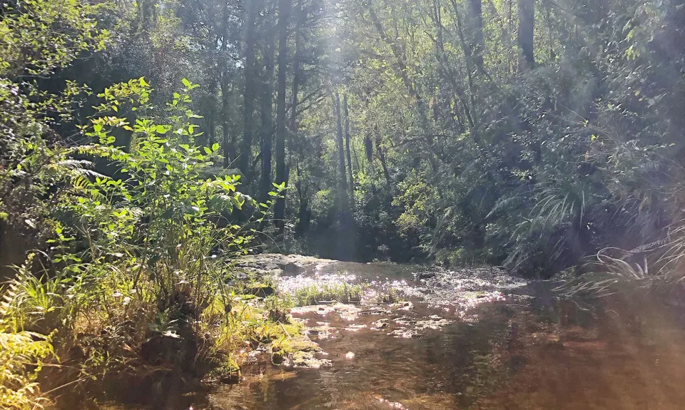 Otainewainuku - Whataroa Falls, Bay of Plenty