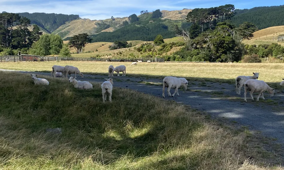 Battle Hill - Puketiro Loop, Wellington