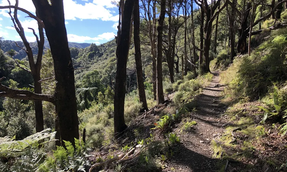 Catchpool Dress Circle, Wellington