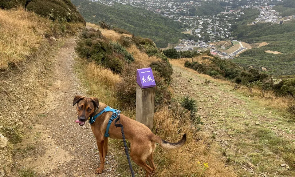 Skyline - Mt Kaukau, Wellington