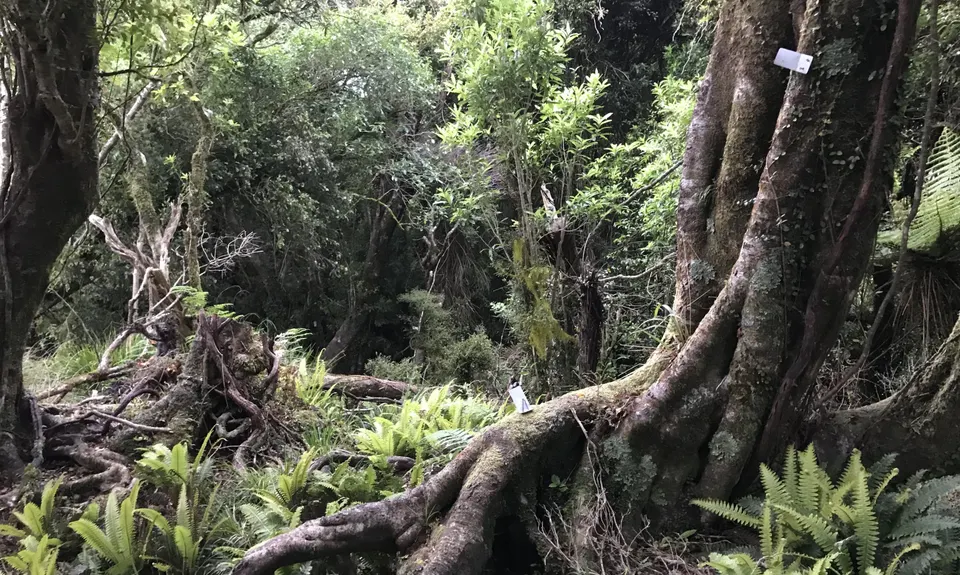 Tuatara Trail Run, West Coast