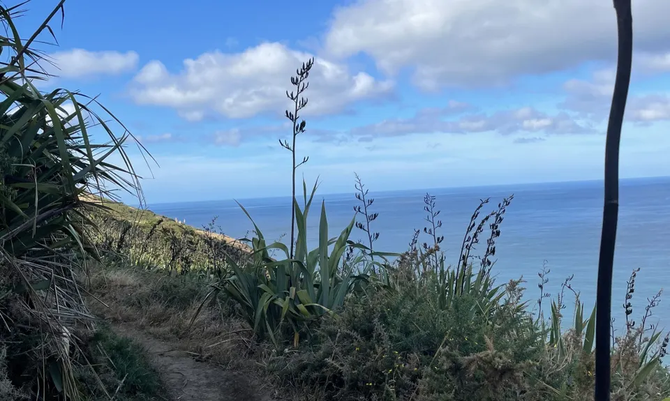 Te Henga Trail, Auckland
