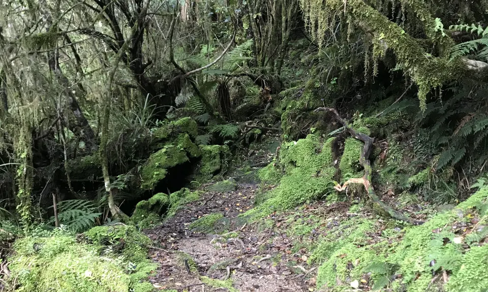 Alex Knob, West Coast