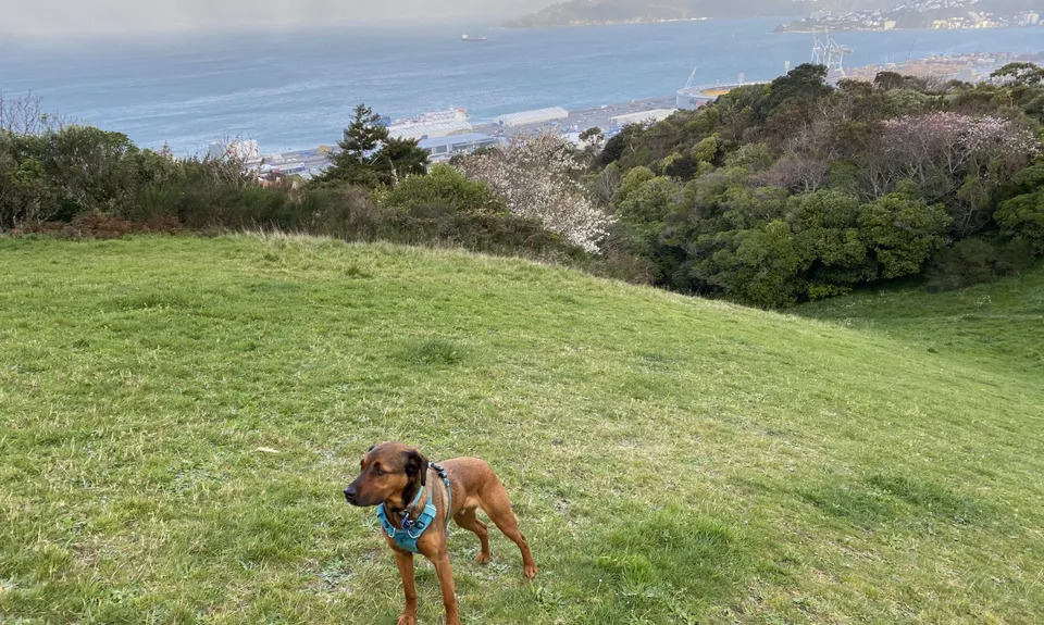 Linking the Reserves, Wellington