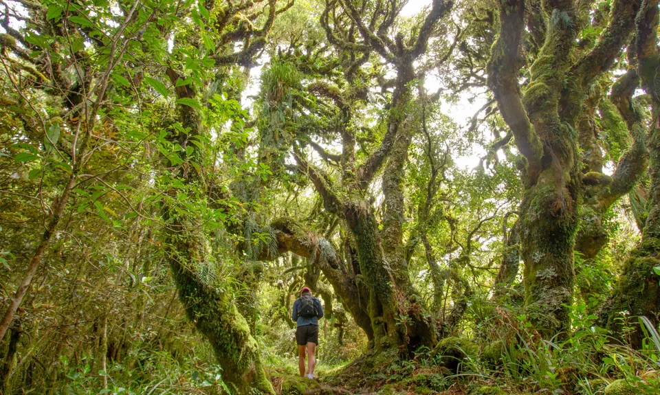 Wilkie and The Enchanted Ridge, Taranaki