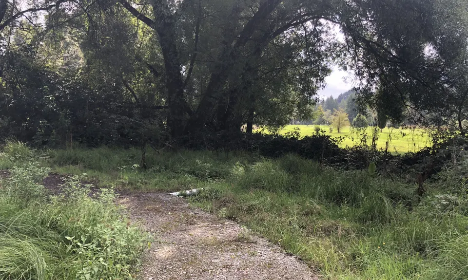 Kahikatea Trail, Tasman