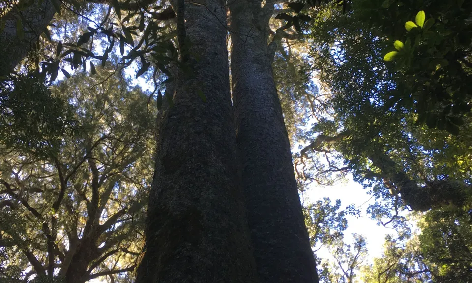 Fensham Reserve Loop, Wellington