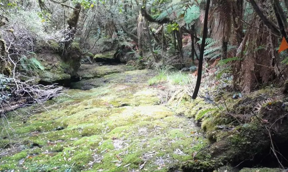 Tawarau Falls, Waikato