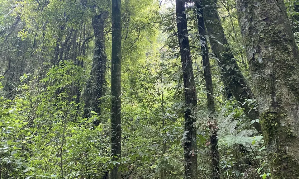 Mount Ngongotaha , Bay of Plenty