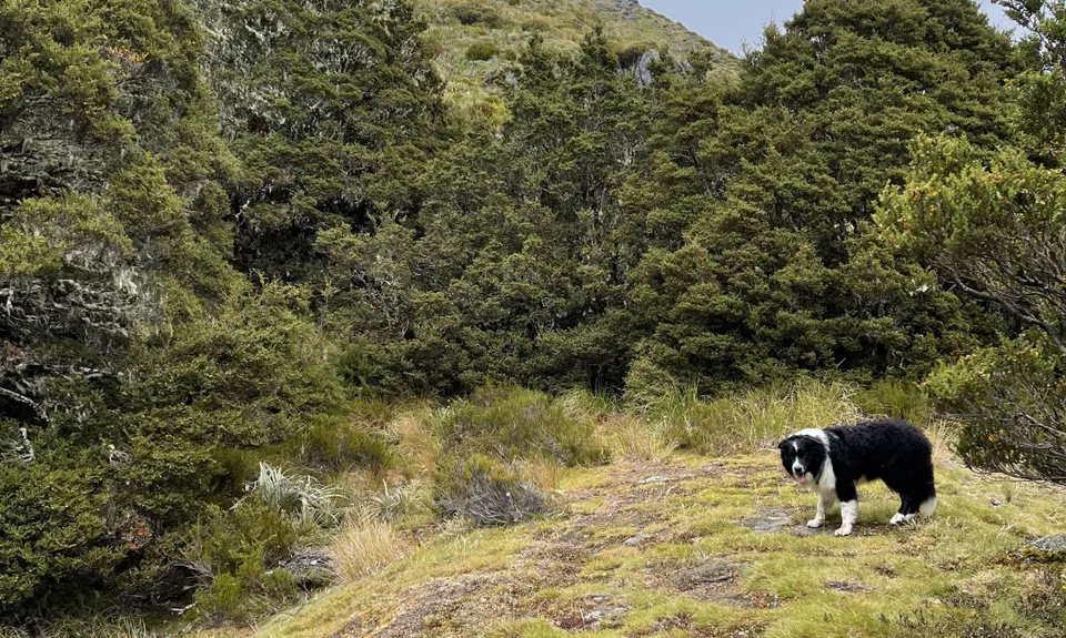 Mt Haast views of the world!, West Coast