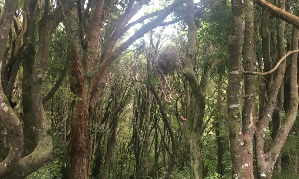 Kereru, Tui & Komako, Southland