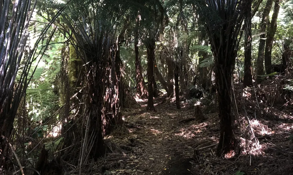 Aongatete Loop, Bay of Plenty