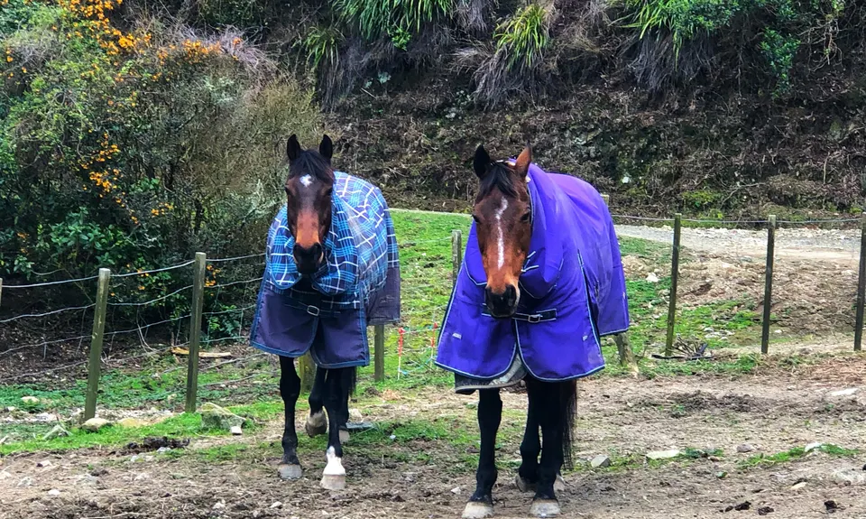 Linking the Reserves, Wellington