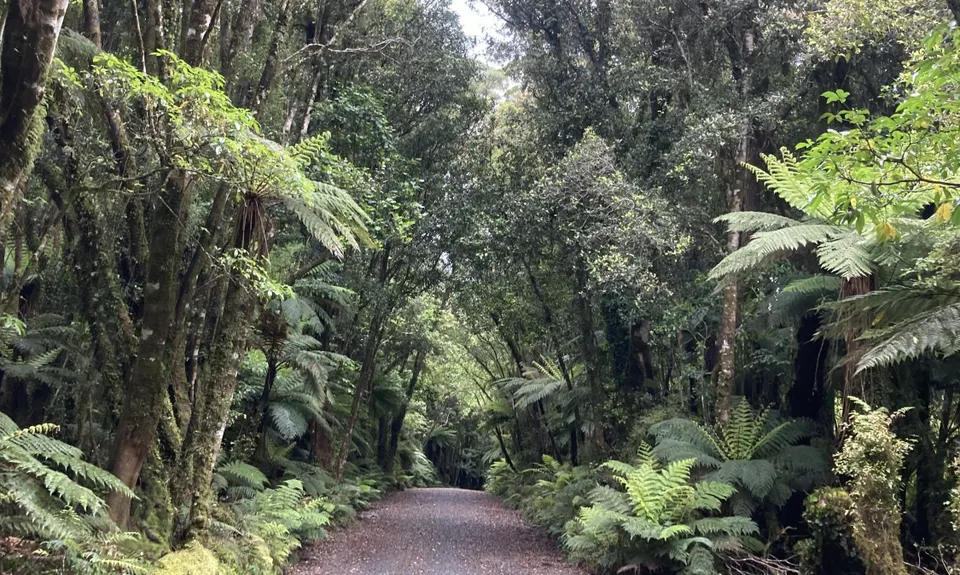 Southern Fox, West Coast