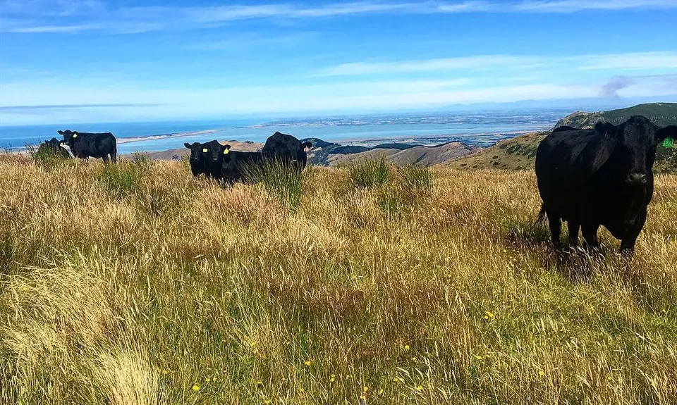 Kaituna Grande Loop, Canterbury