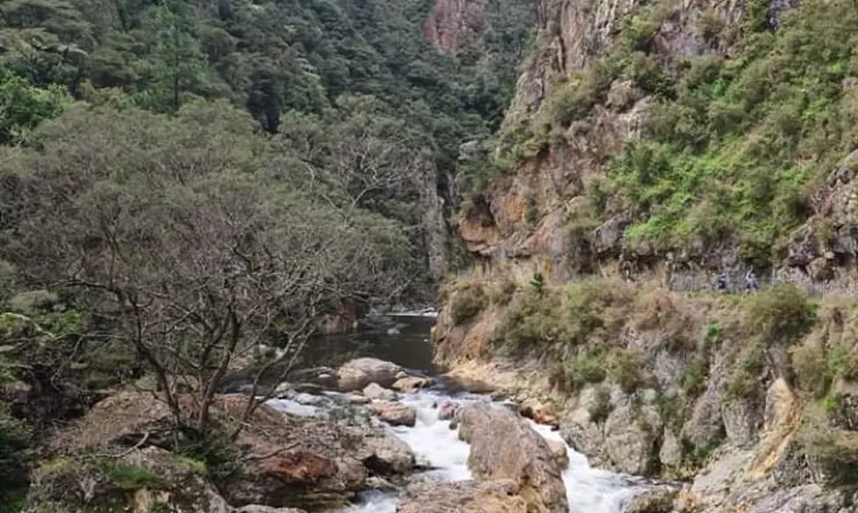 Karangahake Gold, Waikato
