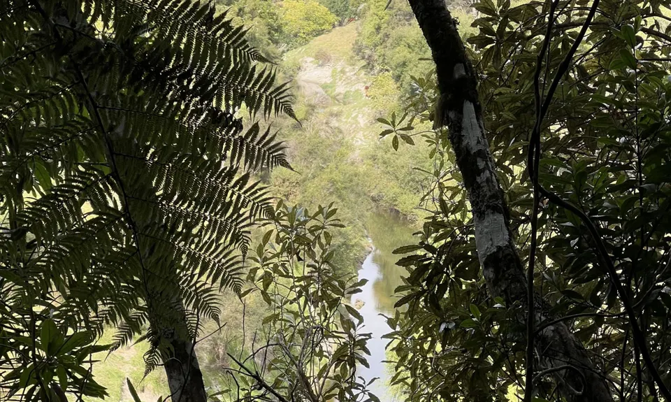 Sutherland's Puriri Bush, Manawatu - Wanganui