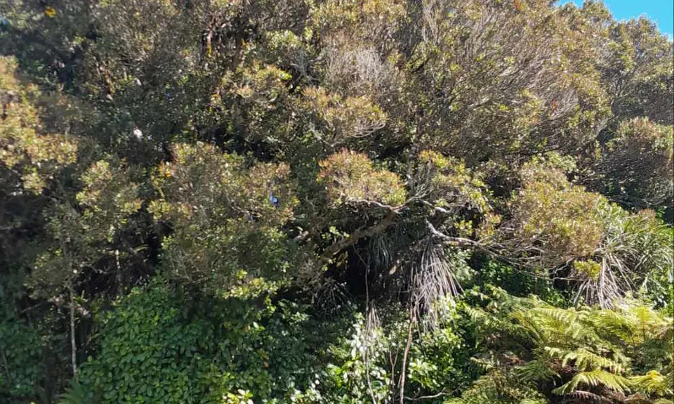Pukeiti