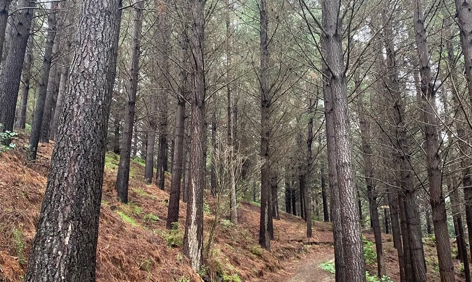 Tinui ANZAC Walkway, Wellington