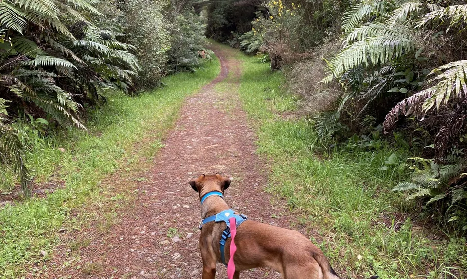 Muhunoa Loop Lung Buster , Manawatu - Wanganui