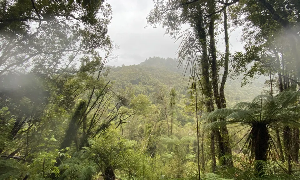 The Great Ross Gold Run, West Coast