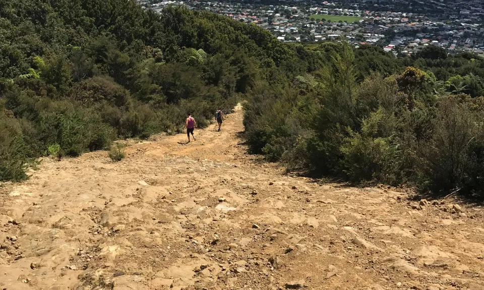 Te Whiti Firebreak Calf Burn, Wellington