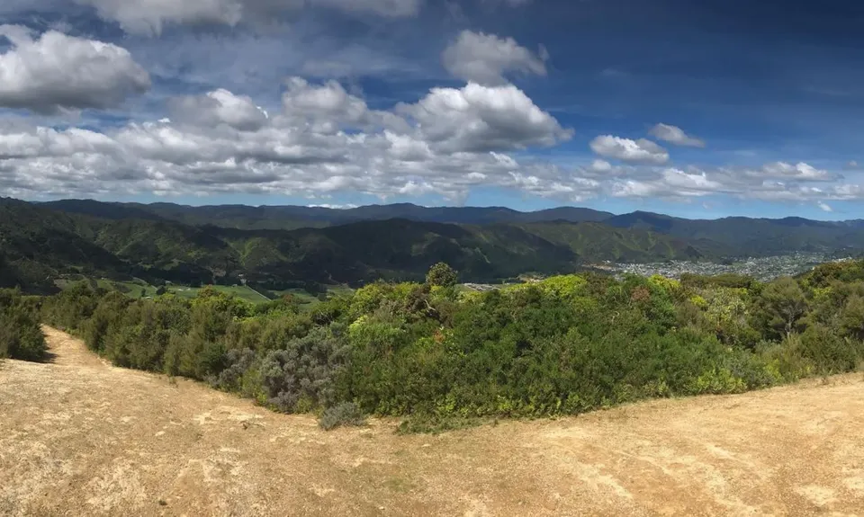 Te Whiti Firebreak Calf Burn, Wellington