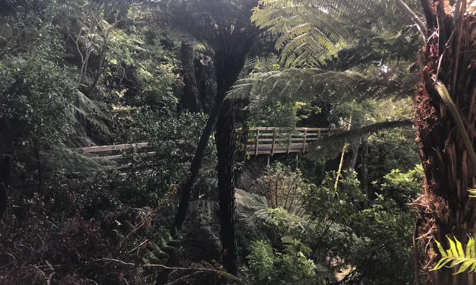 Te Whiti Firebreak Calf Burn, Wellington