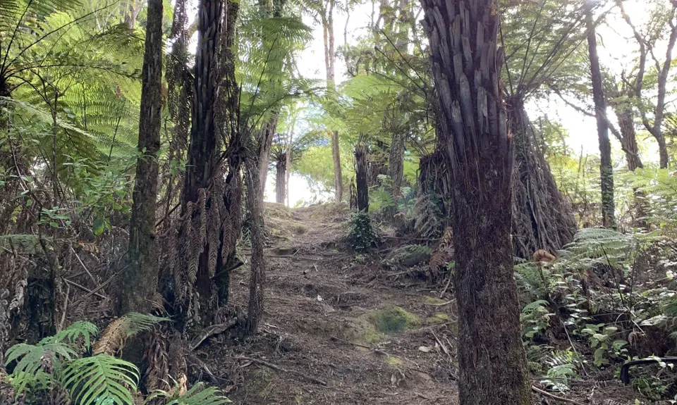 Ernie's loop, Auckland