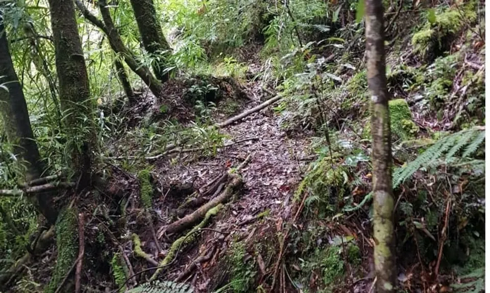 Woods Mill Track, Waikato