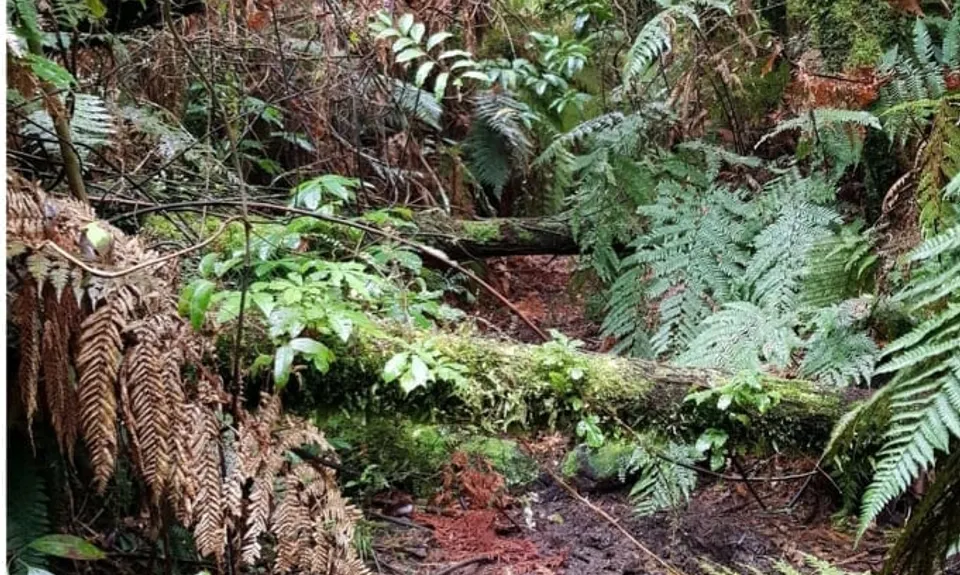 Woods Mill Track, Waikato