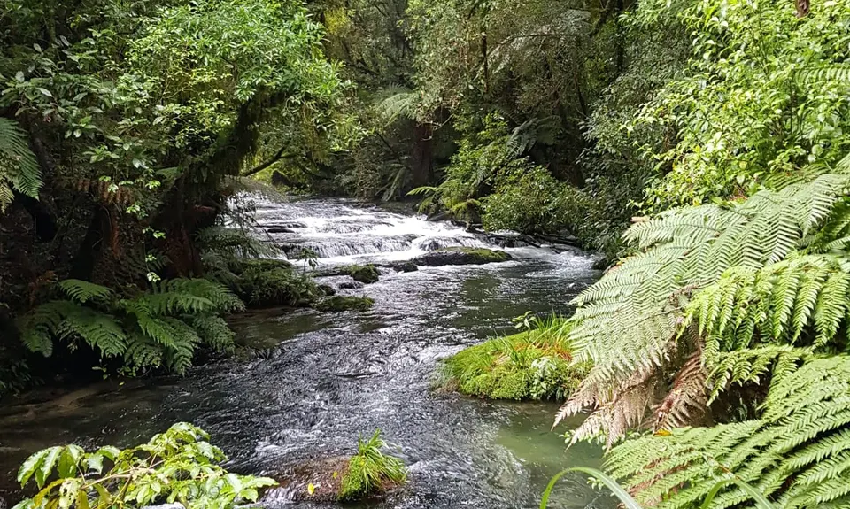 Woods Mill Track, Waikato